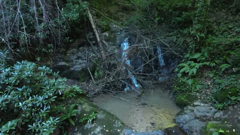 Water stream forest inside Stock Footage 240780182