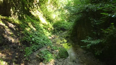 Water stream forest inside Stock Footage 240784027