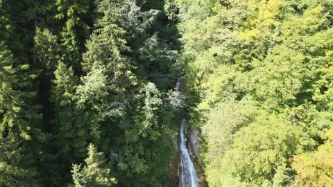 Water stream forest nature Stock Footage 240770299