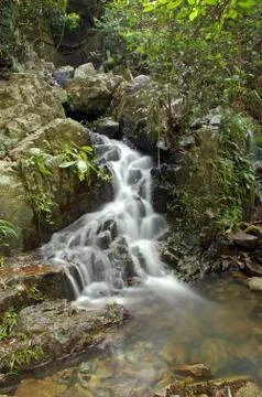 Water stream in forest Stock Photos