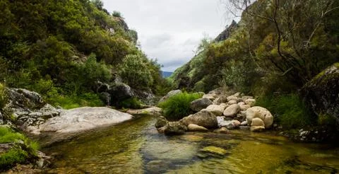 Water Stream in the Forest Stock Photos