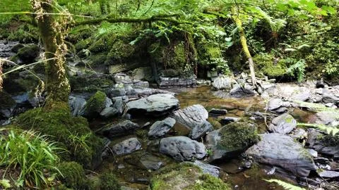 Water stream in forest. Stock Photos