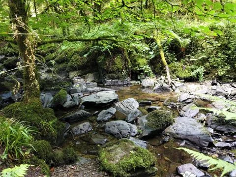 Water stream in forest. 스톡 사진