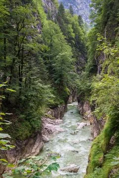 Water Stream in a Forest Stock Photos
