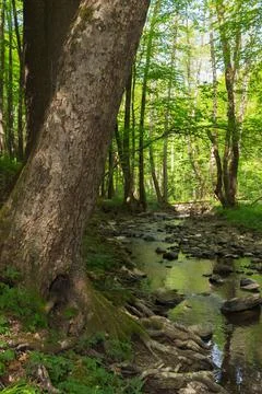 Water stream in the forest Stock Photos