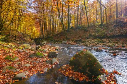 Water stream in the forest Stock Photos