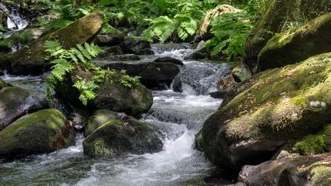 Water Stream in Forest Stock-Fotos