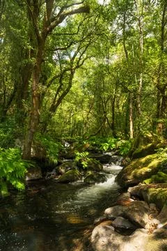 Water Stream in Forest Stock Photos