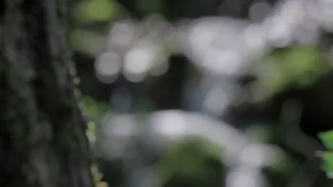 Water stream in forest with small waterfall 스톡 동영상 233878312