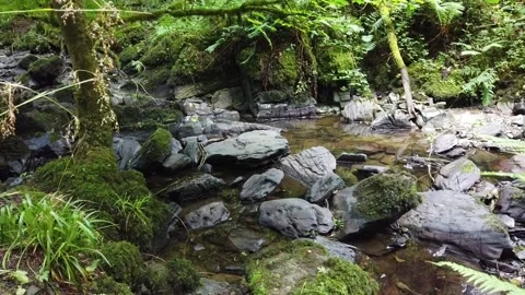 Water stream in forest.1 Stock Footage 133615703