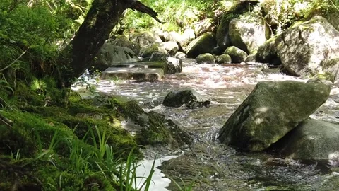 Water stream in forest.5 Stock Footage 133615739