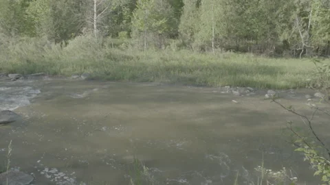 Water Stream In The Forest/Woods - Camera Movement/Pan Stock Footage 148575795
