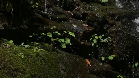 A water Stream in Himalayan Mountains Stock Footage 263805634