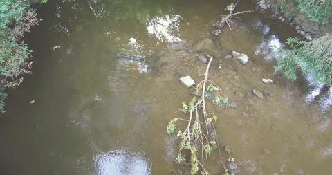 Water stream in jungle River flows in stuttgart Stock Footage 100631837