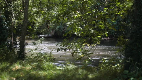 Water stream in the middle of a forest Stock-Footage 148042455