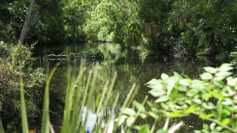 Water stream in the middle of the forest with green plants Stock-Footage 146624845