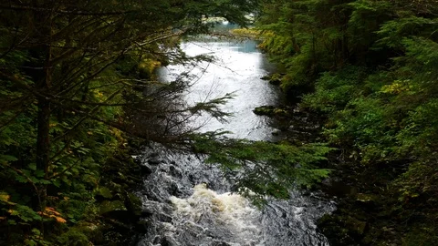 Water stream in the middle of a green forest in Alaska. Stock-Footage 121598474
