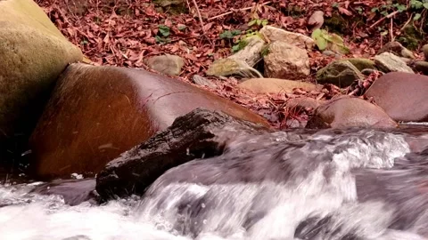 Water stream in nature Stock Footage 166501843