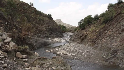 Water stream in olive forest Stock Footage 202260592