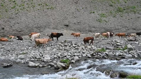 Water stream or river down the canyon Stock Footage 248380706