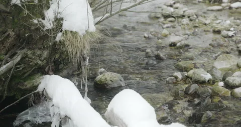 Water stream passes through freezing alpine forest Stock Footage 231732774