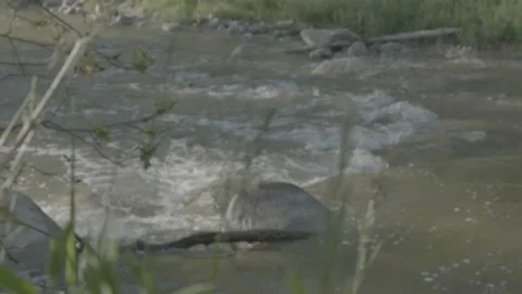 Water In A Stream Passing By Rocks Stock Footage 148575366