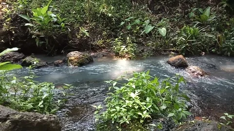 Water stream - peaceful forest Stock Footage 236557104