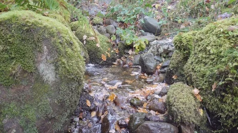 Water stream running in the middle of rocks in the woods Vídeo Stock 99936459