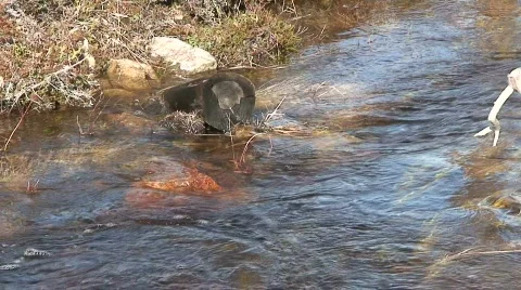 Water stream in small Lapland river 1 Stock Footage 778654
