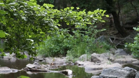 Water Stream Spring Creek in a Plane Oak Forest Stock Footage 93319169