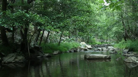 Water Stream Spring Creek in a Plane Oak Forest Stock Footage 93319196