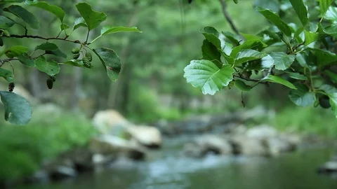 Water Stream Spring Creek in a Plane Oak Forest Stock Footage 93319257