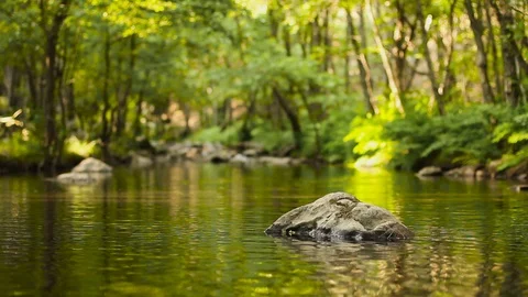 Water Stream Spring Creek in a Plane Oak Forest Stock Footage 93319296