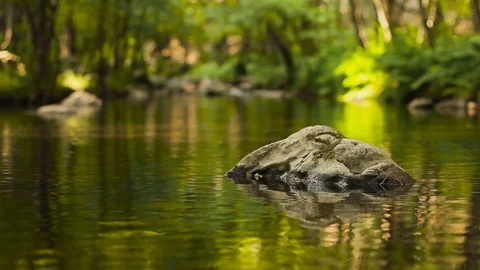 Water Stream Spring Creek in a Plane Oak Forest Stock Footage 93319322