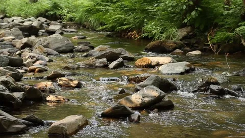 Water Stream Spring Creek in a Plane Oak Forest Stock Footage 93319345