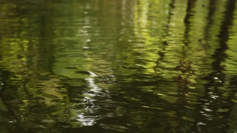Water Stream Spring Creek in a Plane Oak Forest Stock Footage 93319772