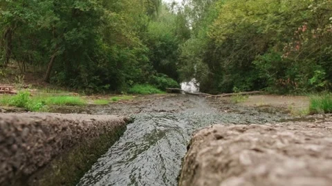 Water stream in a summer forest gently flowing over stones and plants, creating Stock Footage 303560019