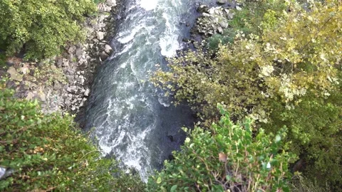 Water stream surrouded by trees Stock Footage 240821145