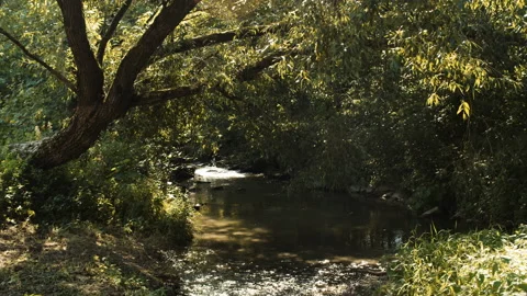 Water stream surrounded by green grass and tree Stock-Footage 146623599
