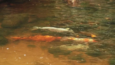 Water stream texture with koi fish in current. Thailand. Vídeos de archivo 333099962