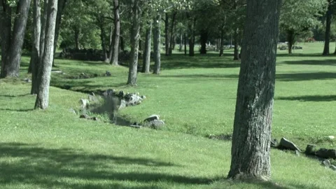 Water stream, trees, green grass Stock Footage 304367853