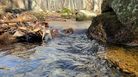 Water stream in woods Vidéo 170094611