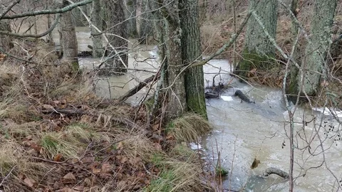 Water Streaming Along Trees Stock Footage 99952779