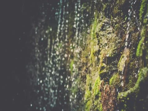 Water streaming down over a mossy rock wall in a forest Foto stock