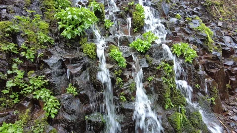 Water Streams Down Rocky Wall in Oregon Wilderness Stock Footage 188833916