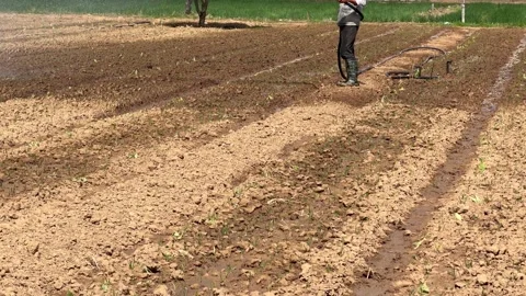 Water streams spread across dry furrowed soil as a farmer irrigates garden beds Stock Footage 326781081