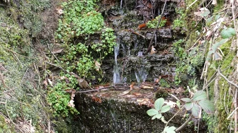 A water streams surrounded by greenery in the park. 動画素材 154368592