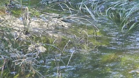 Water streams through water algae Stock Footage 284441863