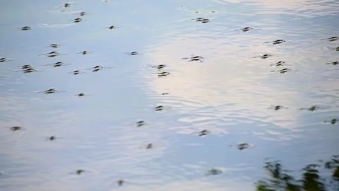 Water strider dance: insects skim across surface creating ripples Stock Footage 331245778