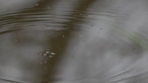Water strider on dark pond creating ripple rings, macro. 4K 60fps. Stock Footage 334325684